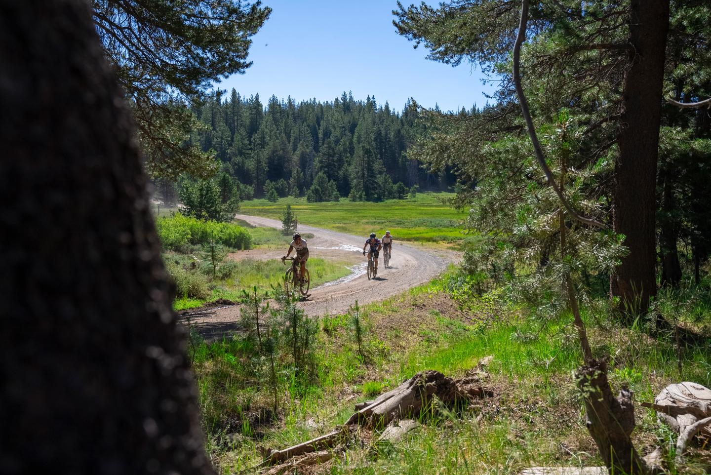Trail through forest clearing, hikers in distance under clear blue sky.