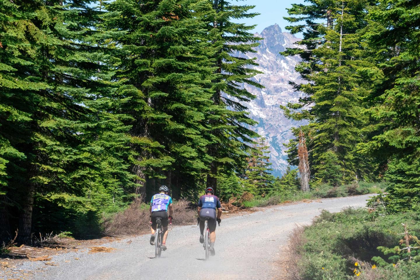 Two cyclists on a forest path with towering green trees.