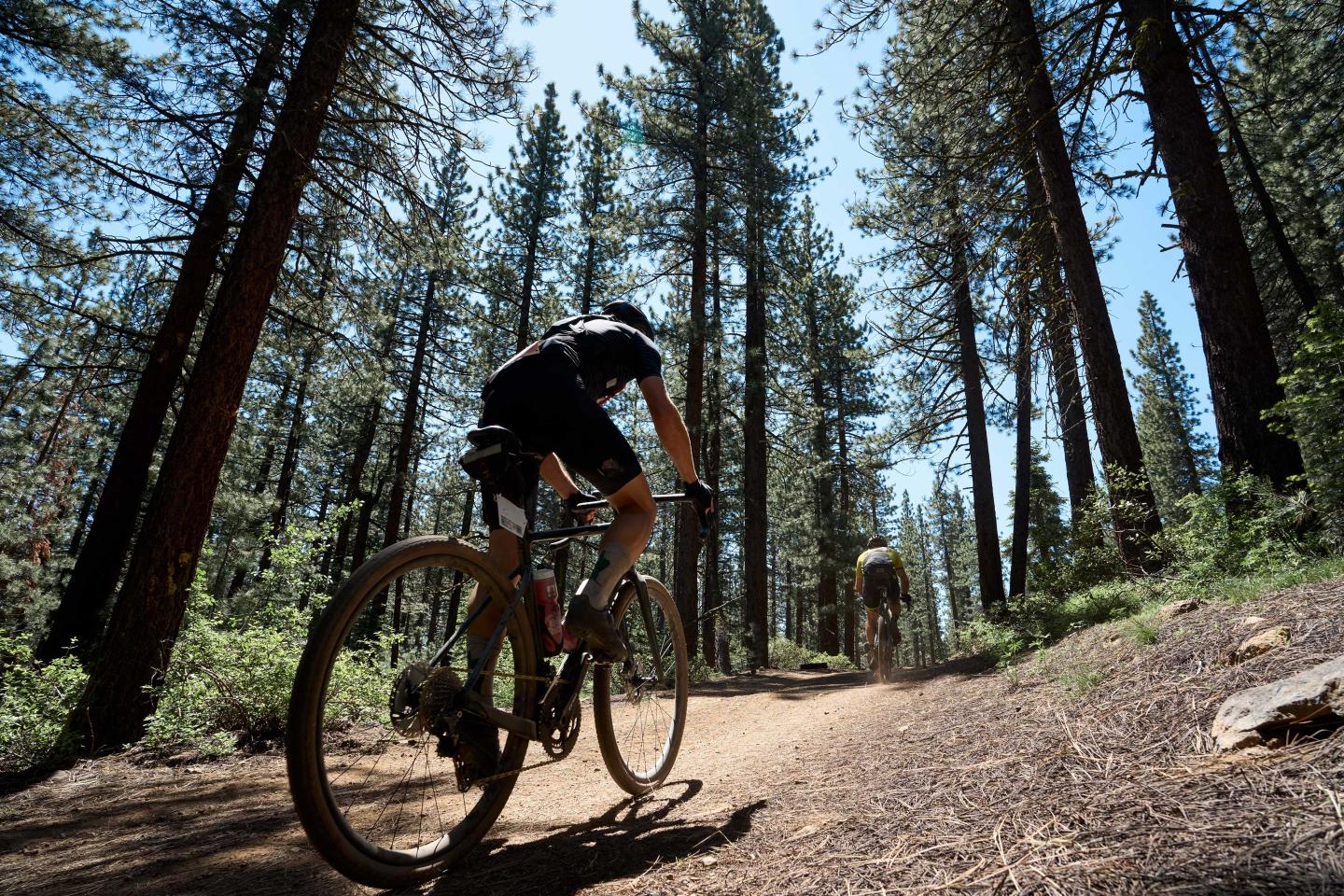 Cyclists on a forest trail, surrounded by tall trees, under a clear blue sky.