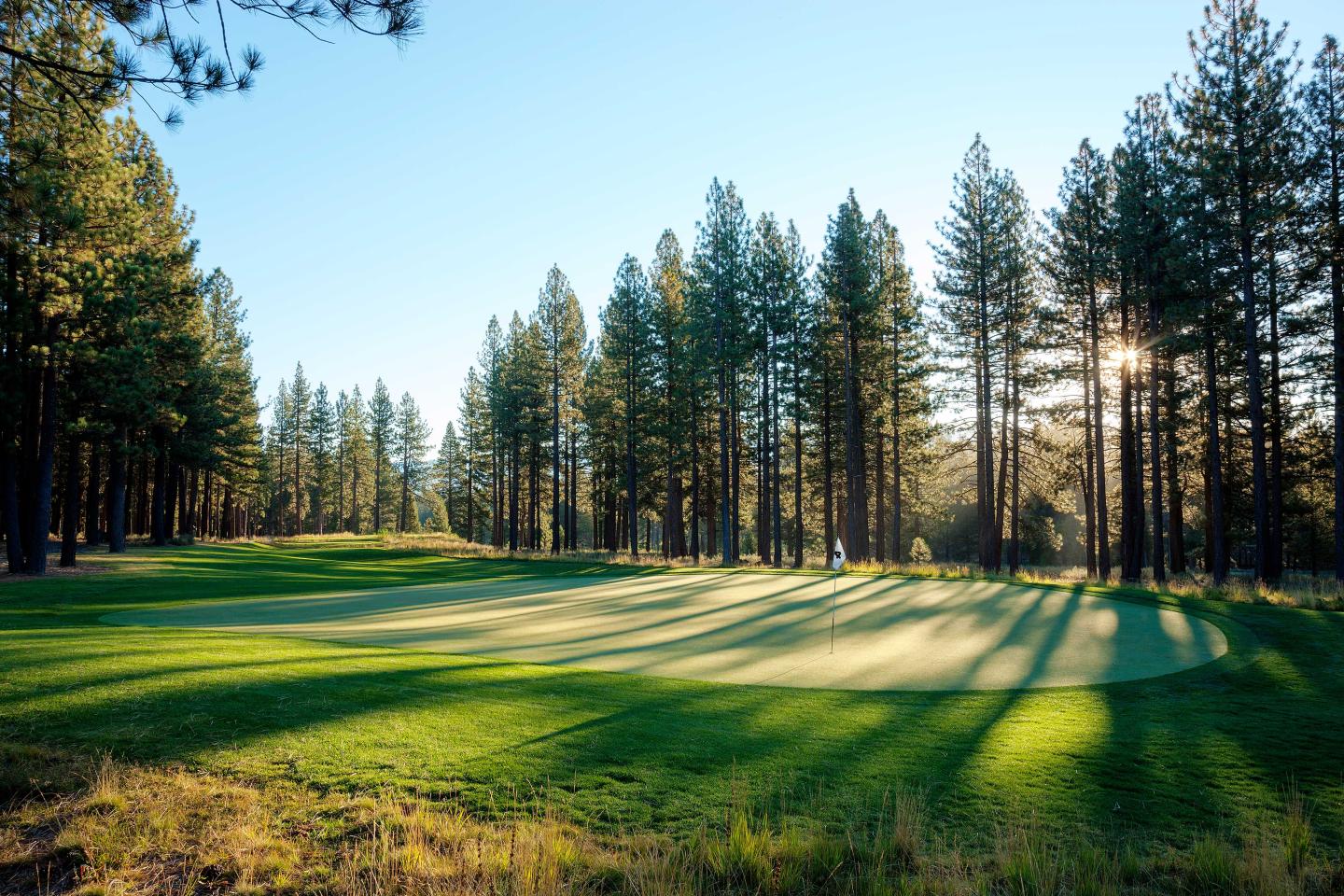 Sunlit golf course surrounded by tall pine trees.