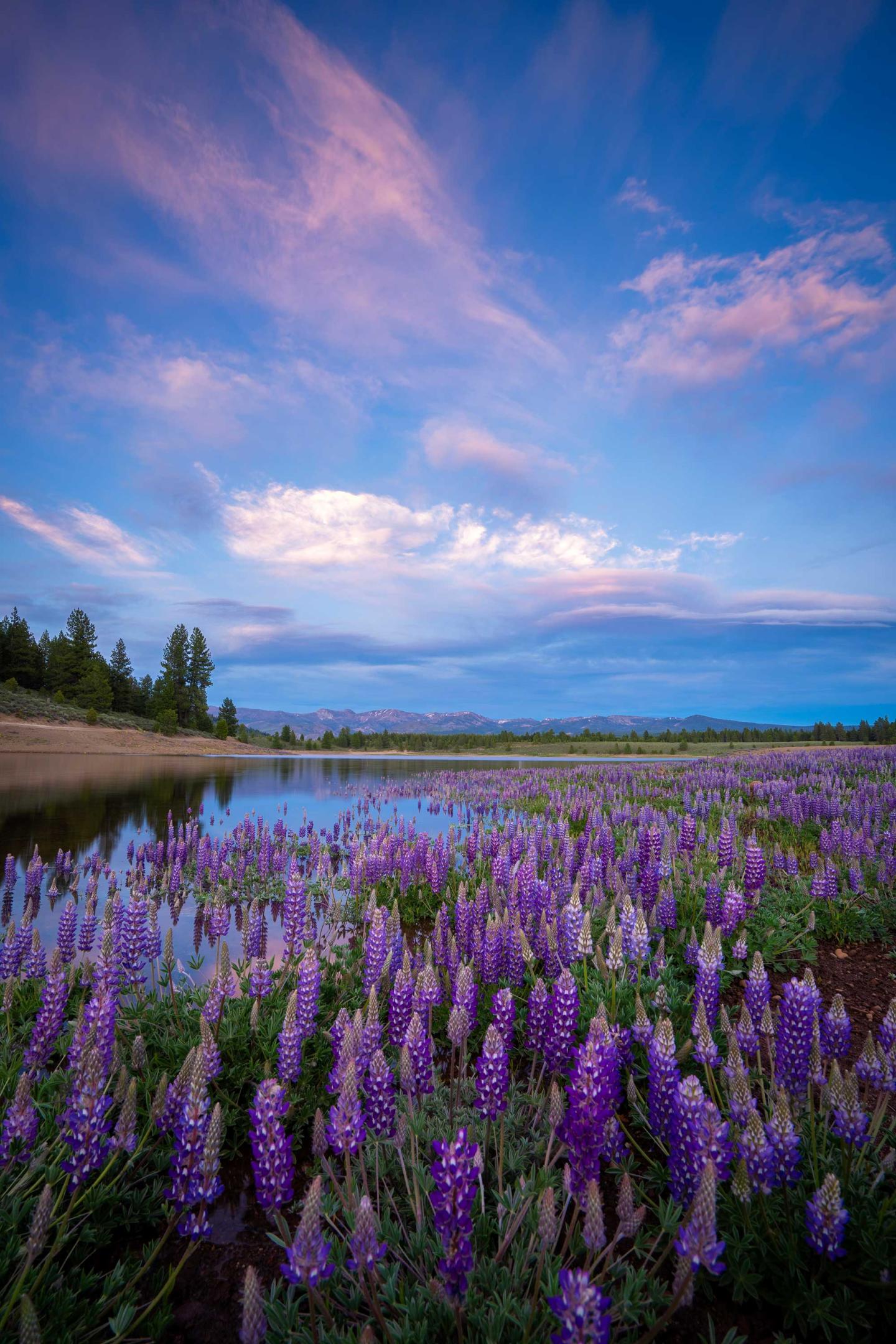 Purple lupines in a field by a lake at sunset with a vibrant sky.