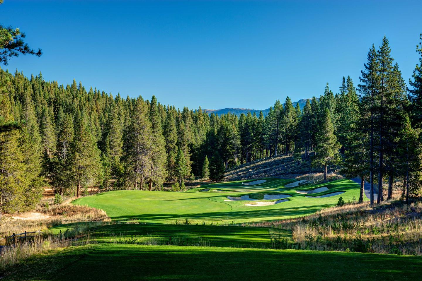 Golf course surrounded by pine trees under clear blue sky.