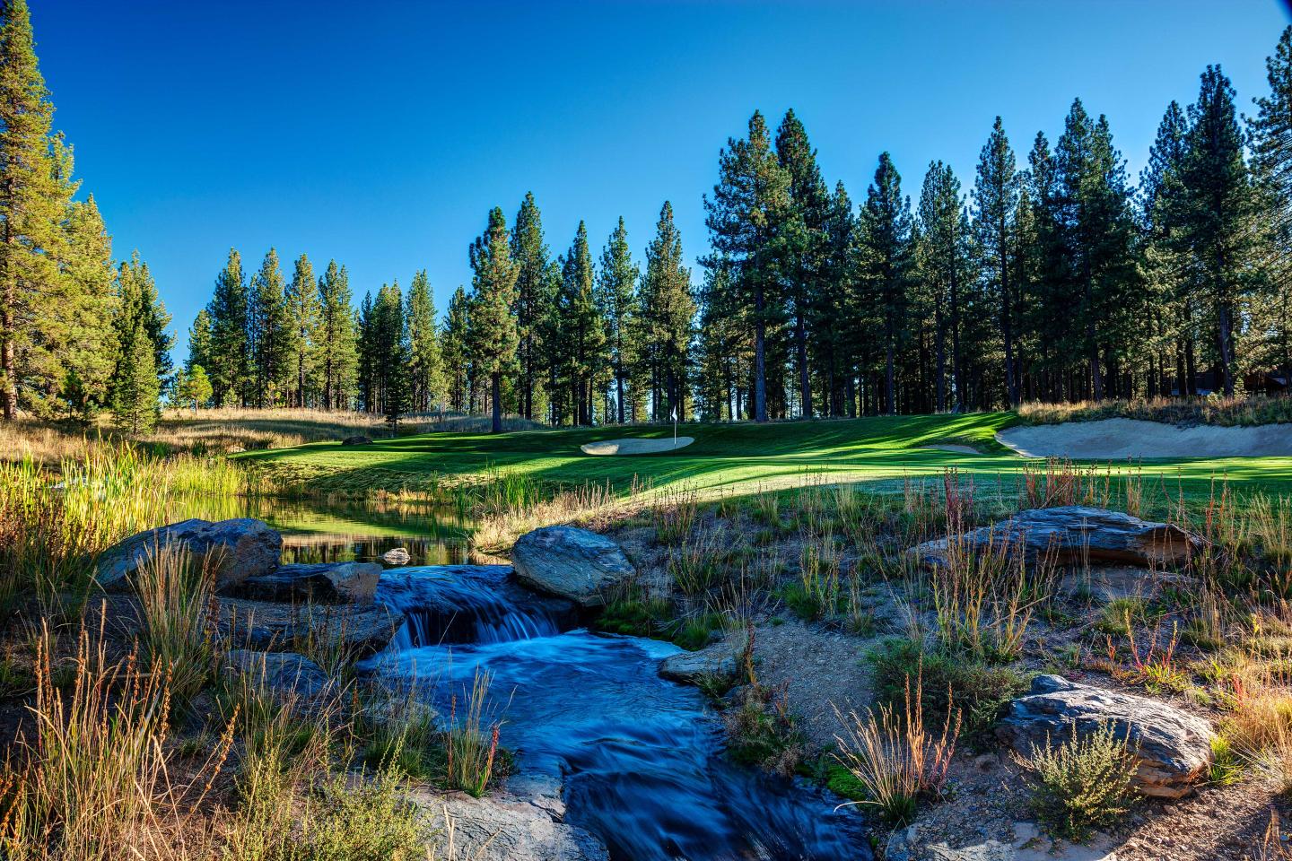 Creek flowing through a grassy area with tall pine trees under a blue sky.