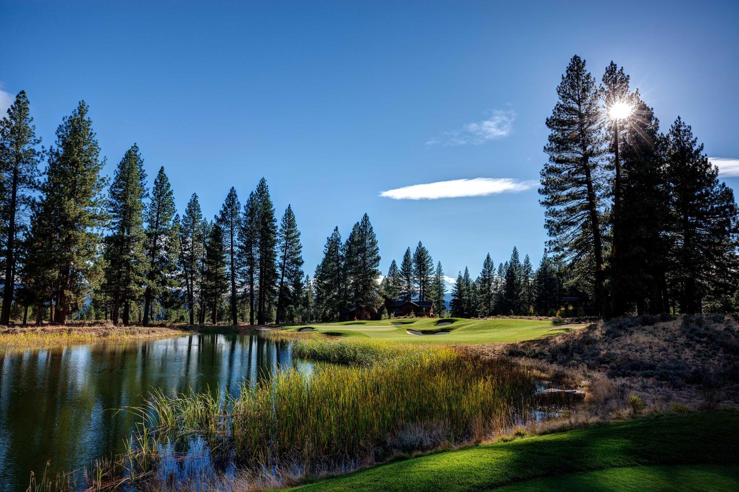 Forest with tall pines by a lake under clear blue sky.