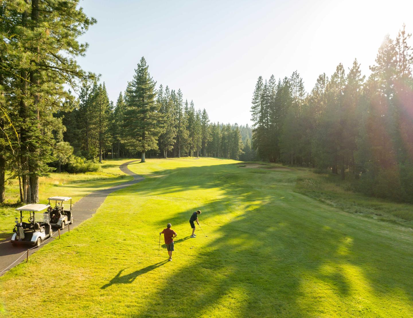Golfers on a sunny course with carts, surrounded by tall trees.