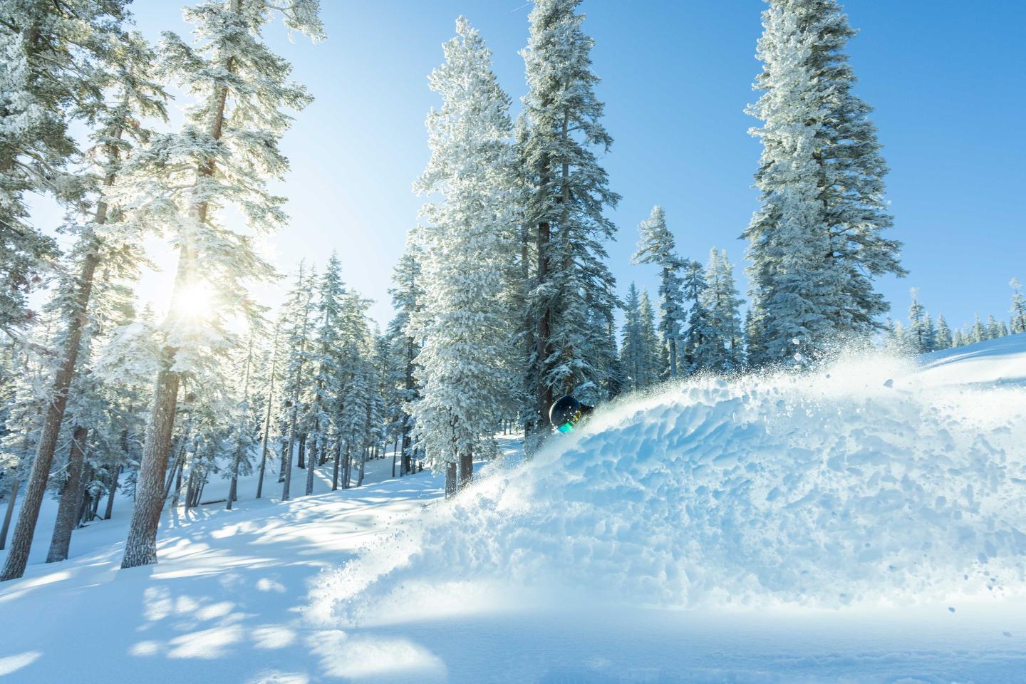 Sunny winter forest with snow-covered trees and snowdrift.