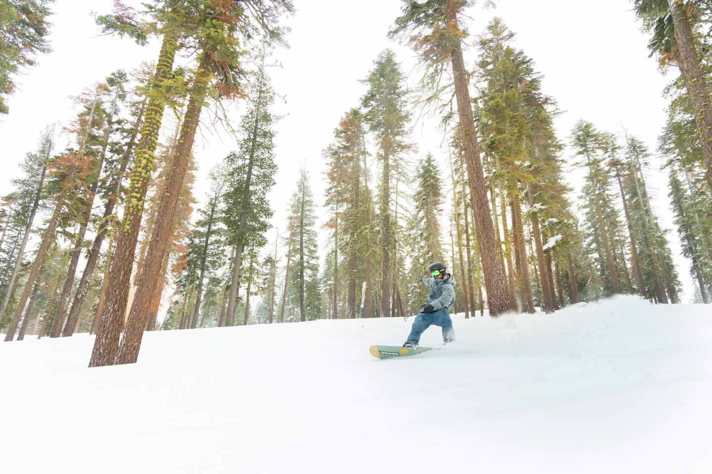 Snowboarder gliding through a snowy forest with tall trees.