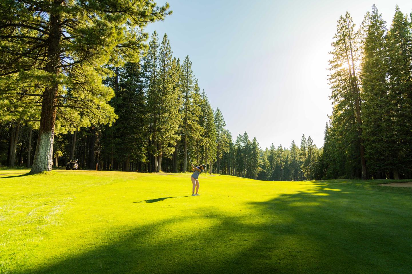 Golfer on a sunny green course surrounded by tall pine trees.