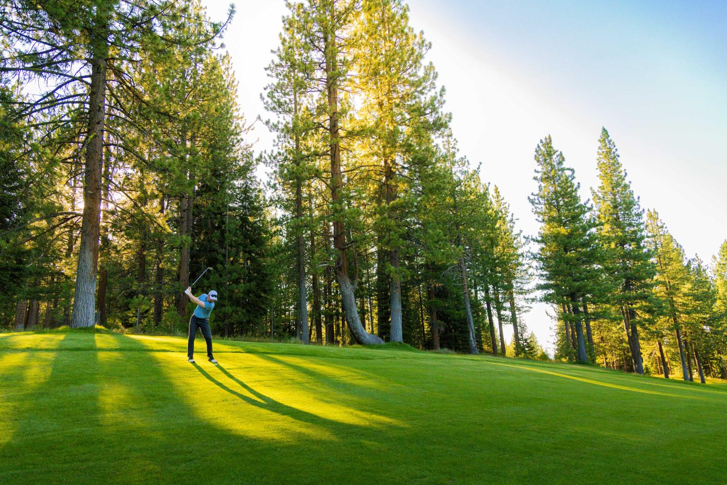 Golfer swings on lush green course surrounded by tall pine trees.