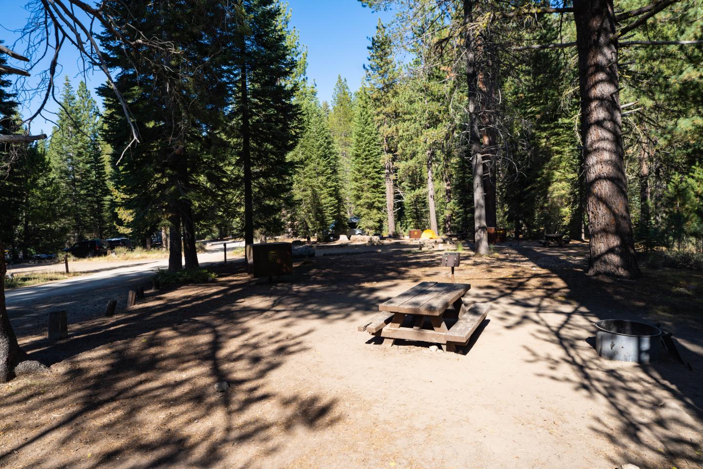 Campground amid tall pine trees, with picnic tables and dappled sunlight.