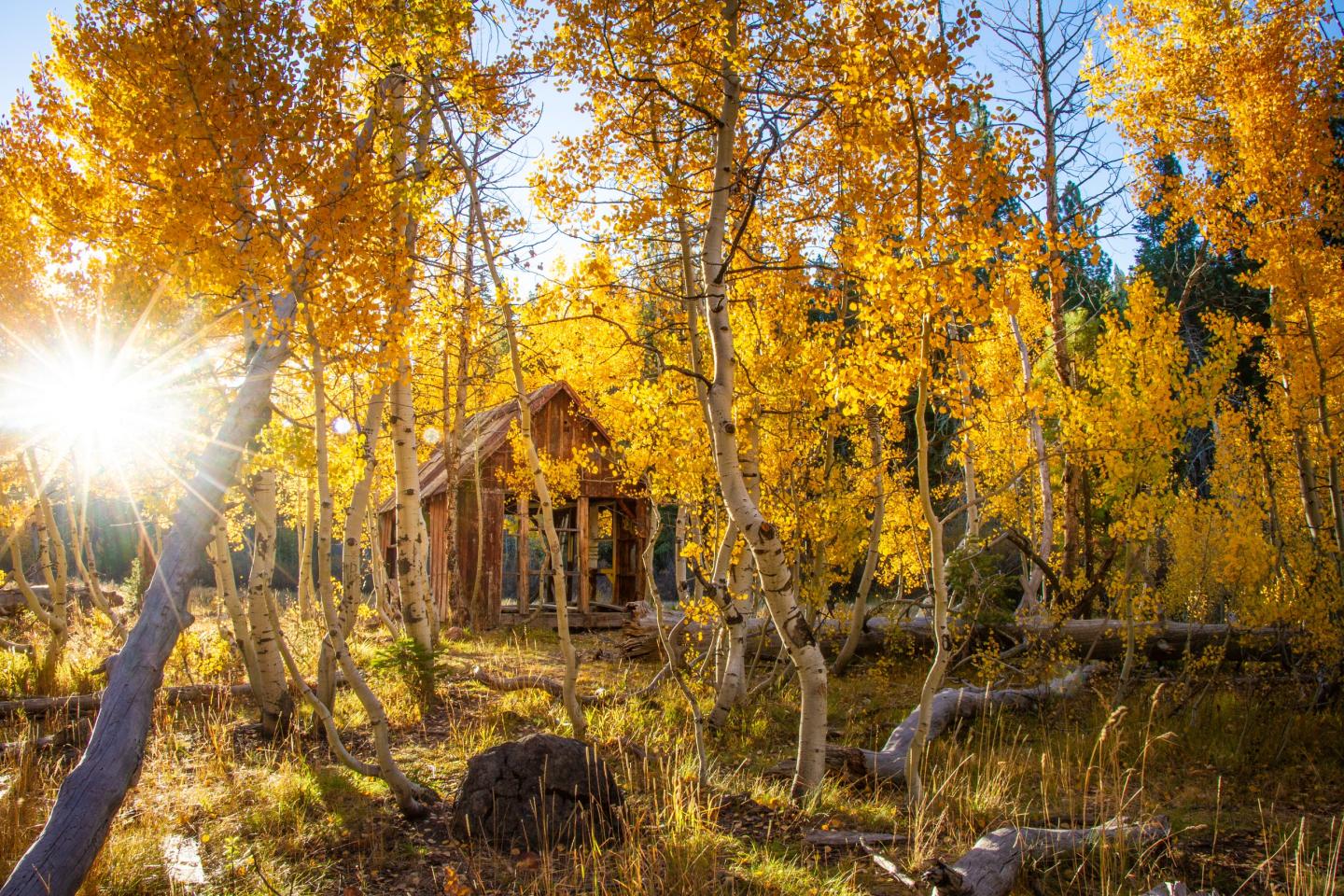 Cabin in autumn forest with sun shining through golden leaves.