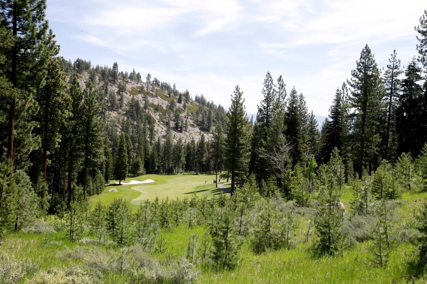 Golf course surrounded by tall pine trees under a clear sky.