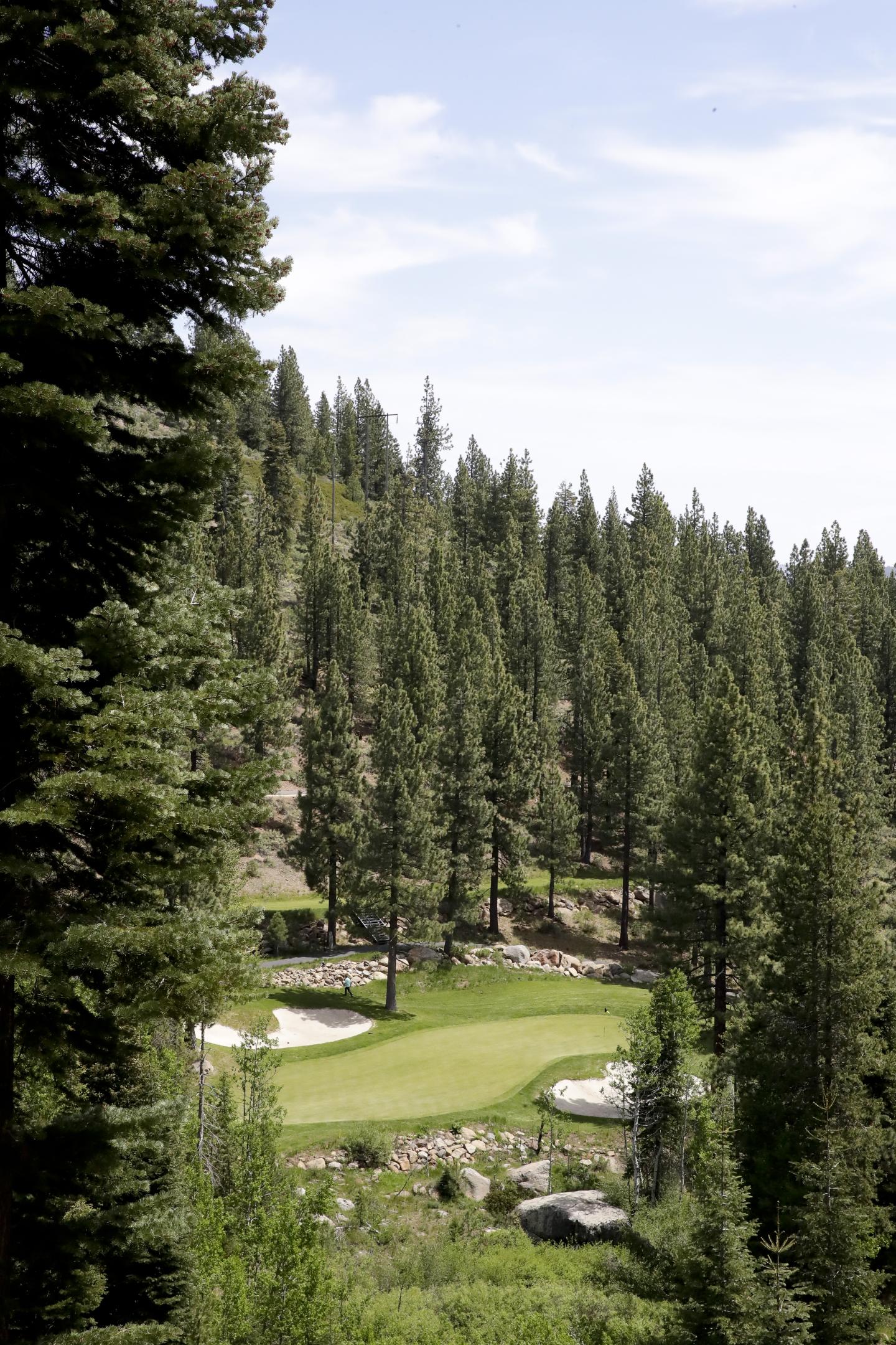 Forest golf course surrounded by tall pine trees.