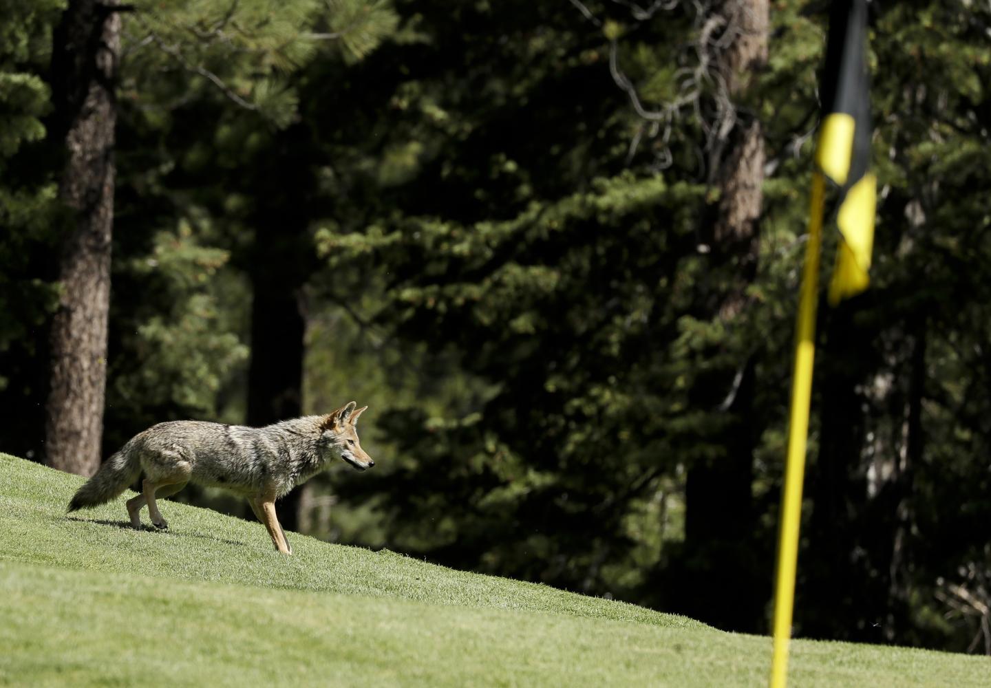 Coyote walking on a grassy golf course near trees and a flag.