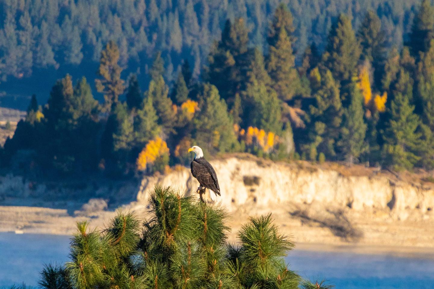 Bald eagle perched on pine tree, forest and lake in the background.