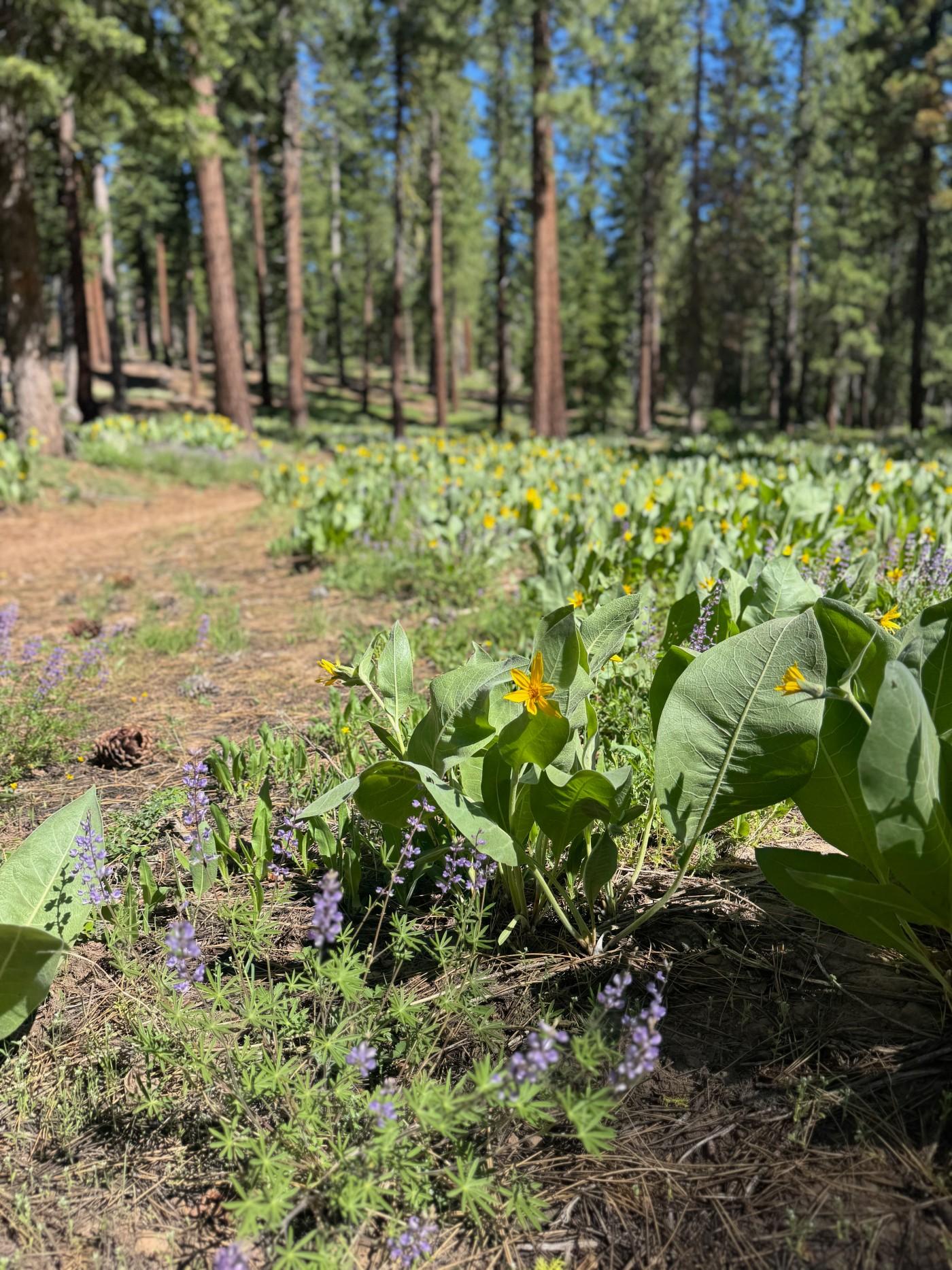 Forest meadow with wildflowers under tall pine trees.