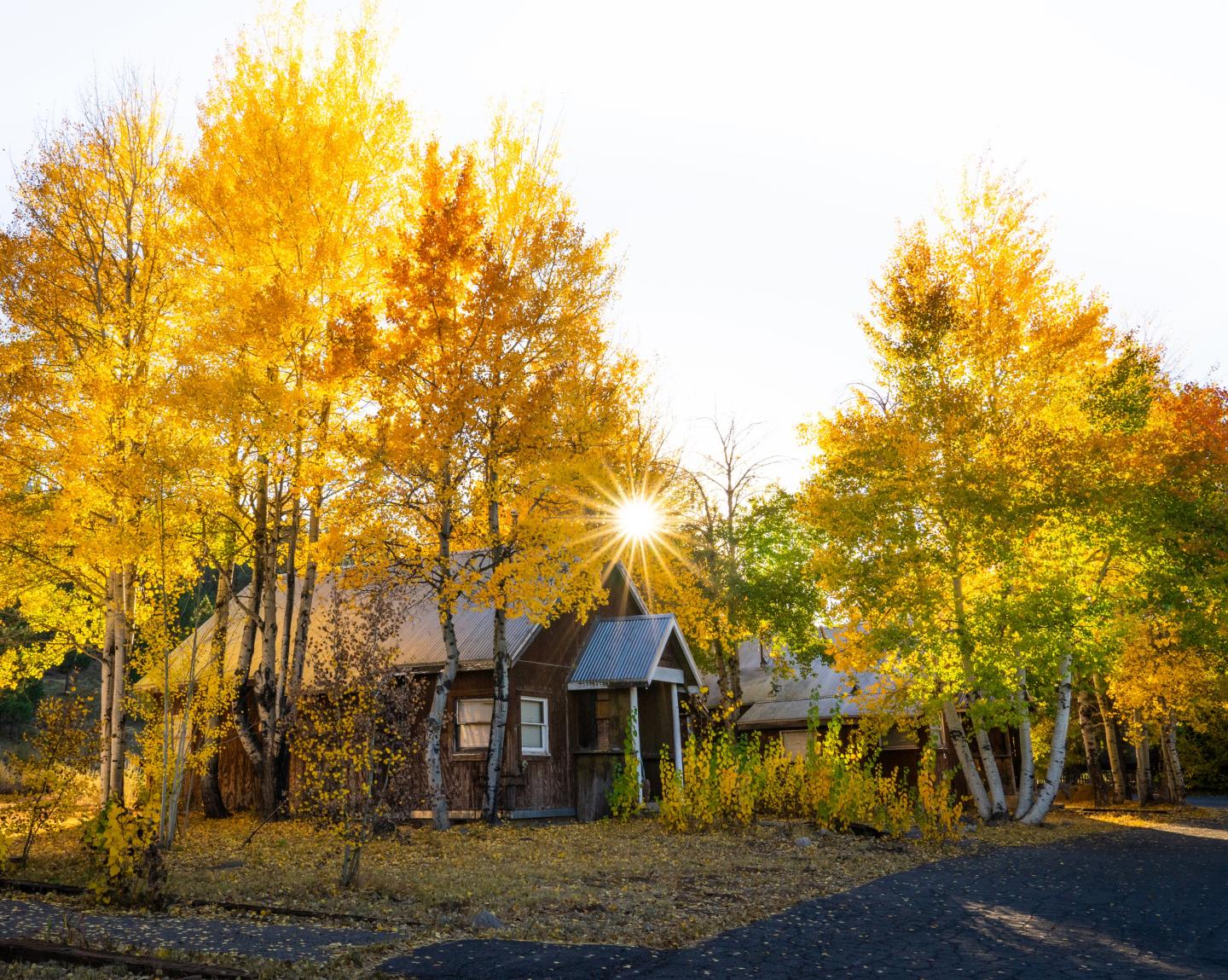 Cabin surrounded by vibrant yellow autumn trees, sun peeking through branches.