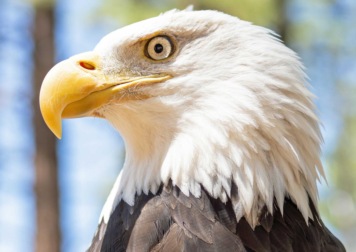 Bald eagle with a sharp gaze, sunlight highlighting its white head and yellow beak.