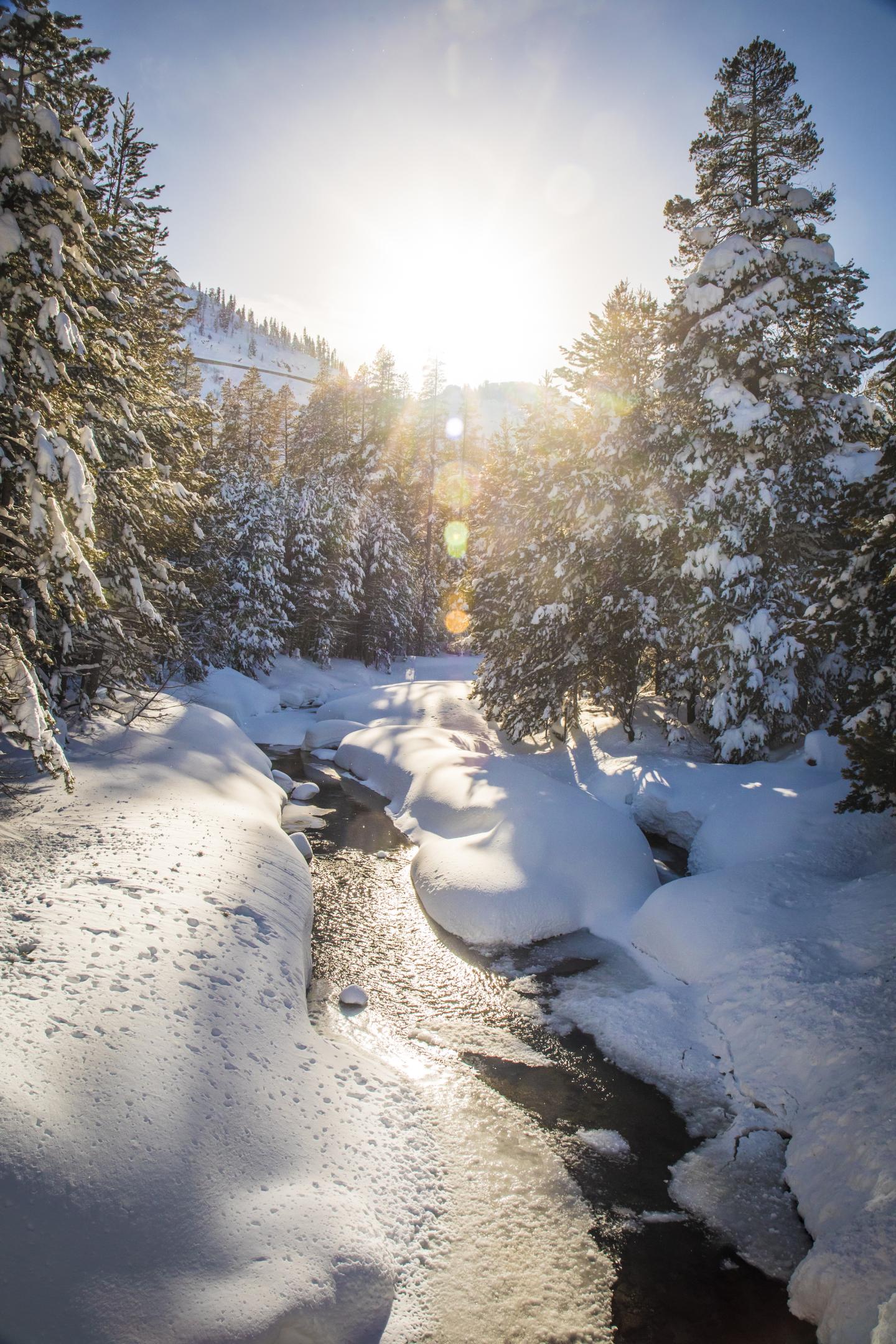 Sunlit snowy forest on Donner Creek Truckee California