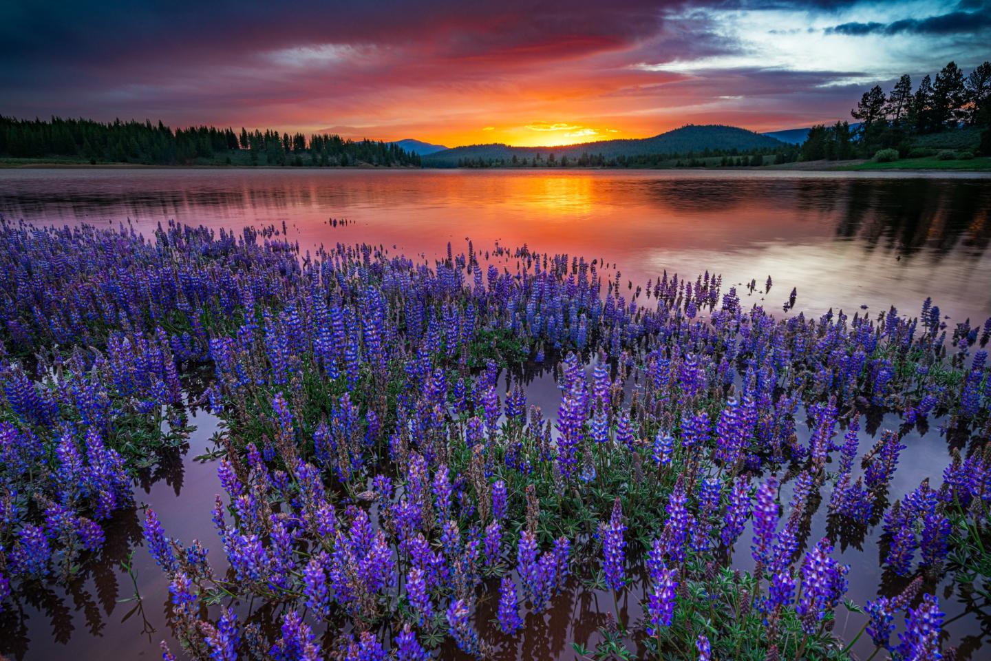 Purple flowers in a lake at sunset, with a vibrant sky and distant trees.