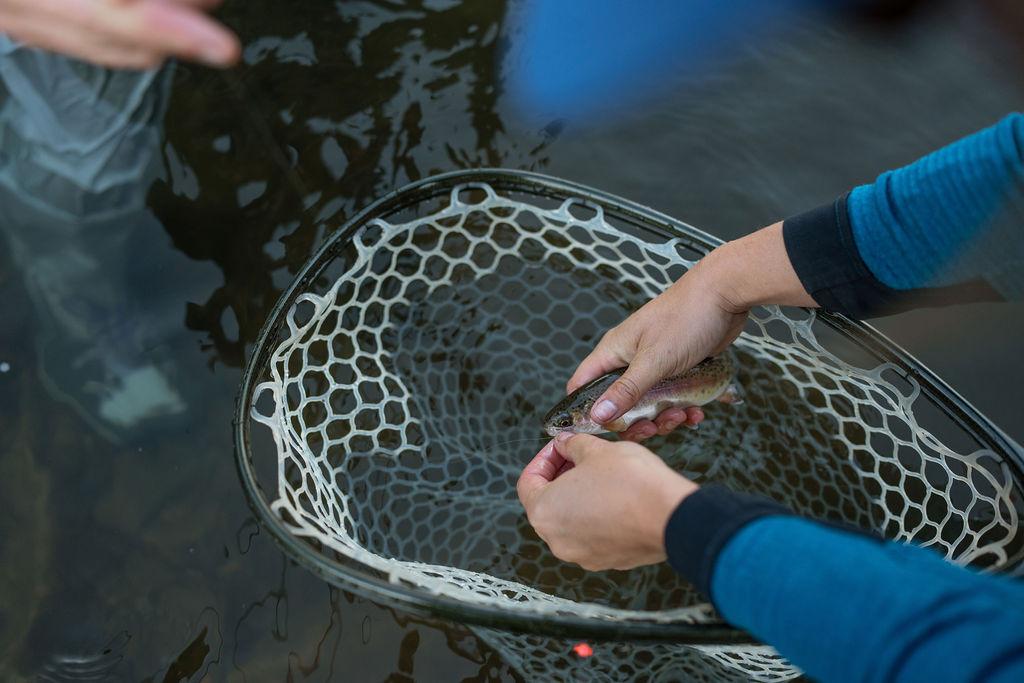 Hands holding a fish above a net in the water.