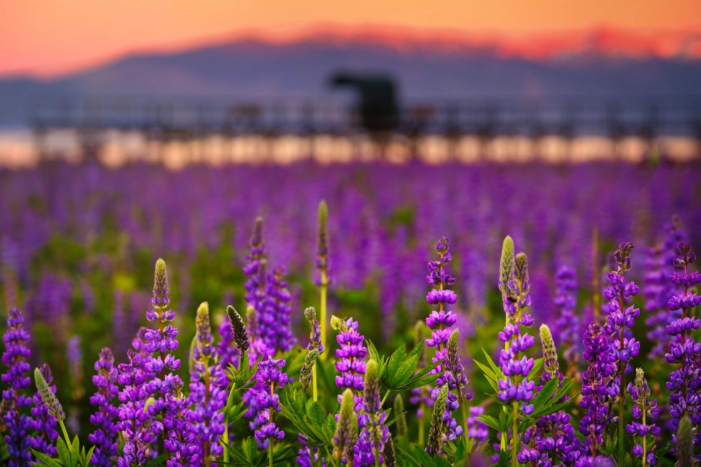 Purple lupines in a field at sunset, with a pier and mountains in the background.