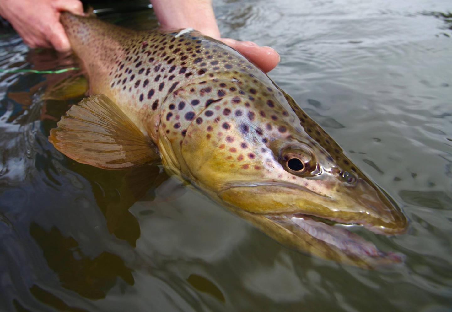 Maher's Guide Service