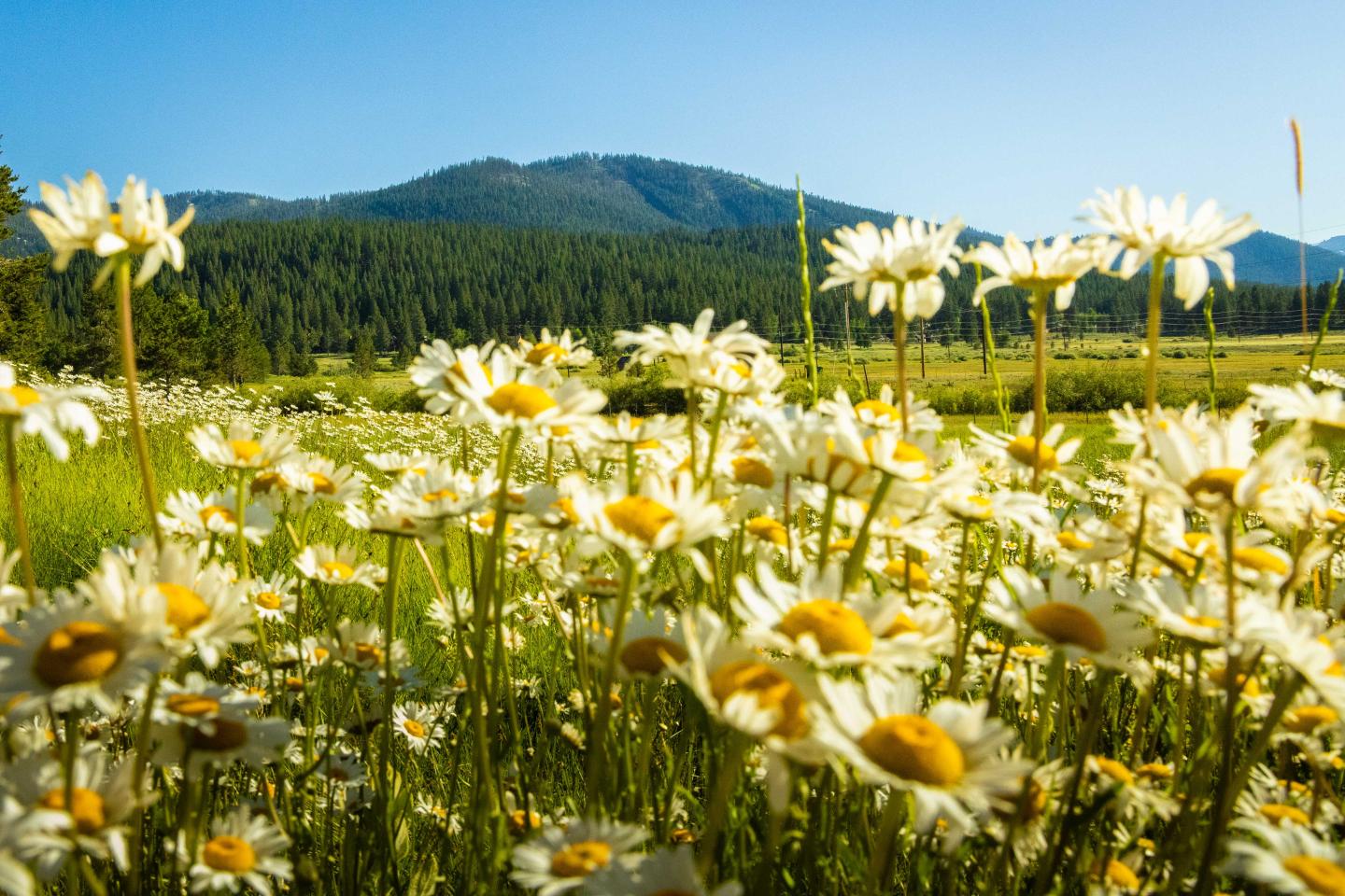 Field of daisies under a blue sky with distant mountains.