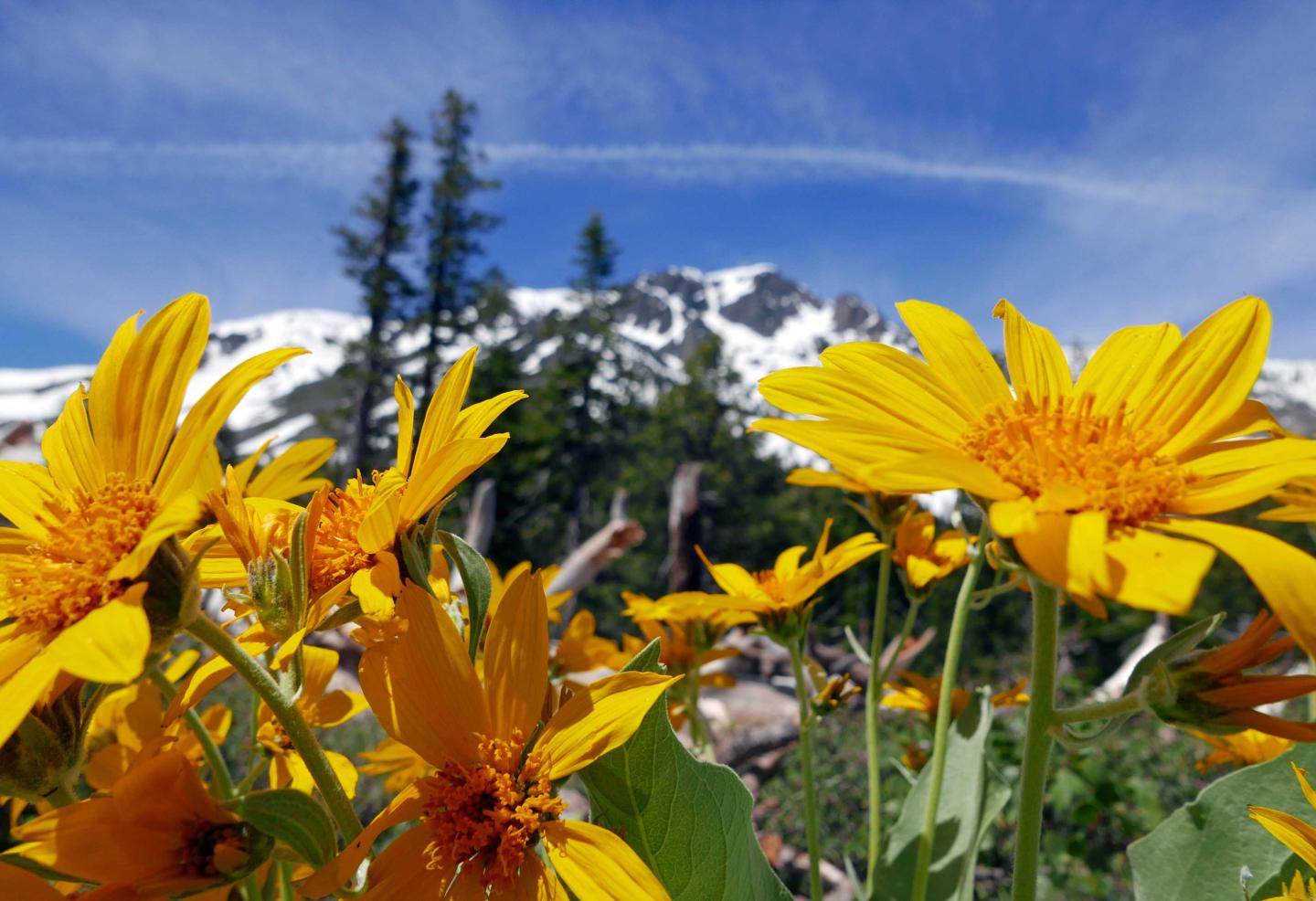 Yellow wildflowers in front of a snowy mountain and a clear blue sky.