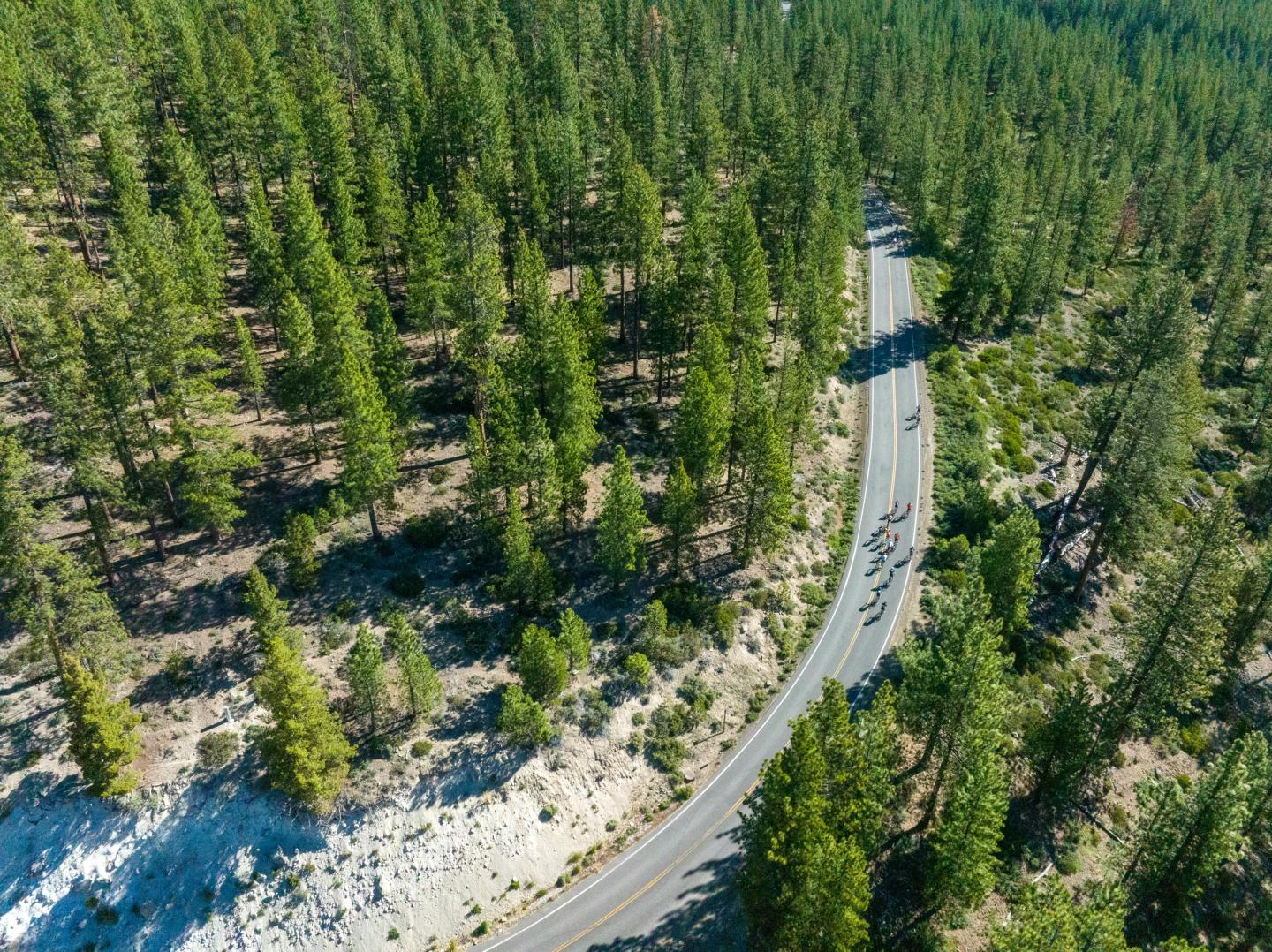 Winding road through dense forest with tall green trees.