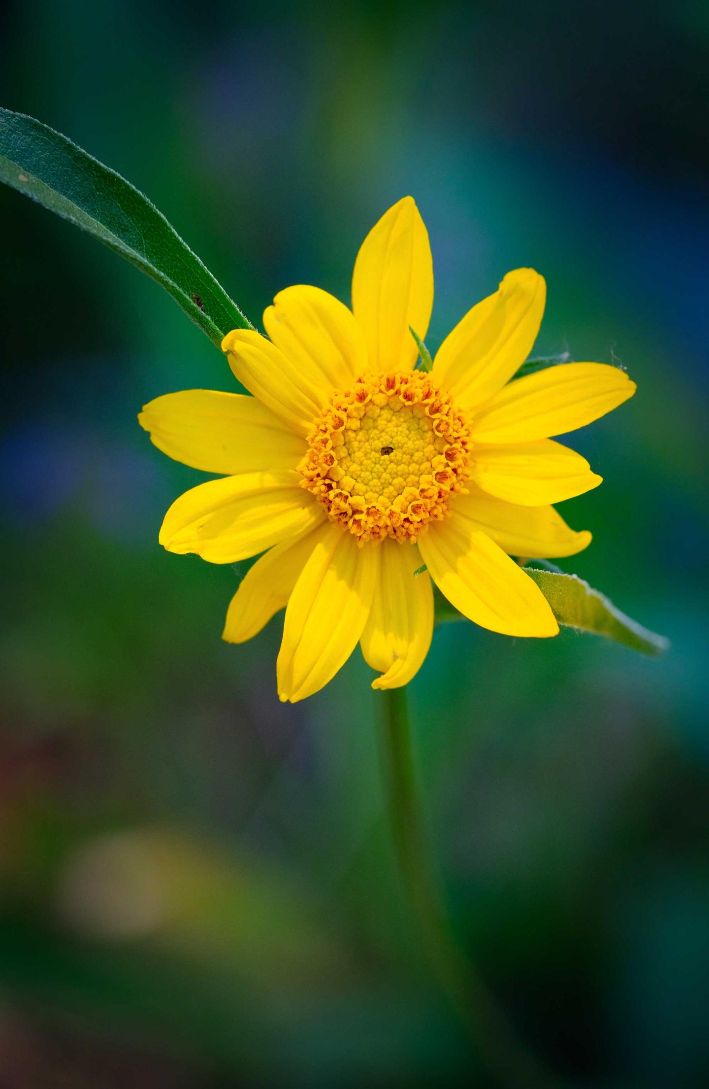 Bright yellow daisy against a blurred green background.