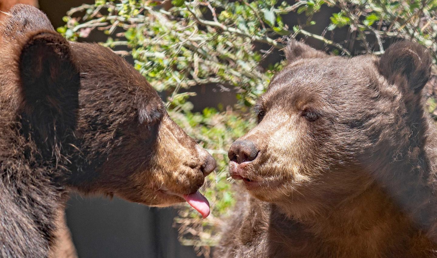 Two bears facing each other with noses touching, one sticking out its tongue.