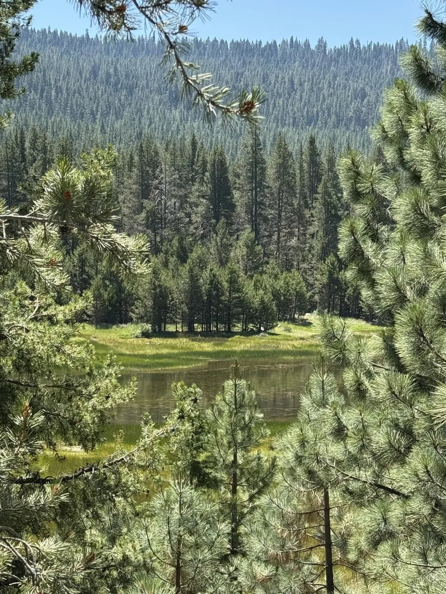 Coldstream Truckee Forest view with pine trees, a small lake, and distant hills.