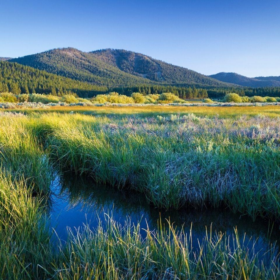 Wetland with green grass, clear stream, and distant mountains under blue sky.