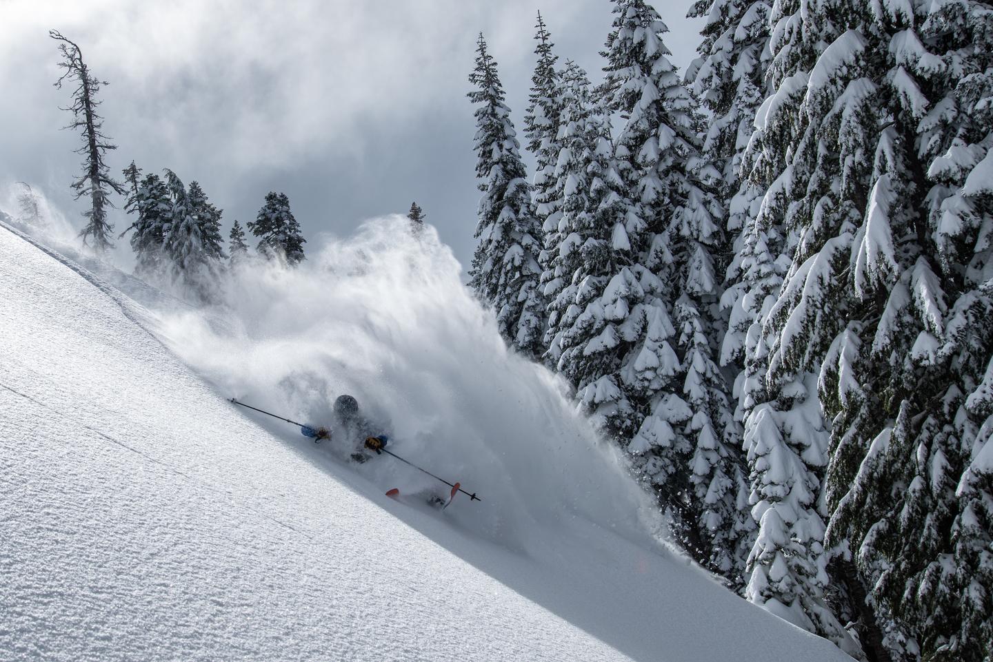 Skier carving through fresh powder on a snowy slope, surrounded by tall pine trees.