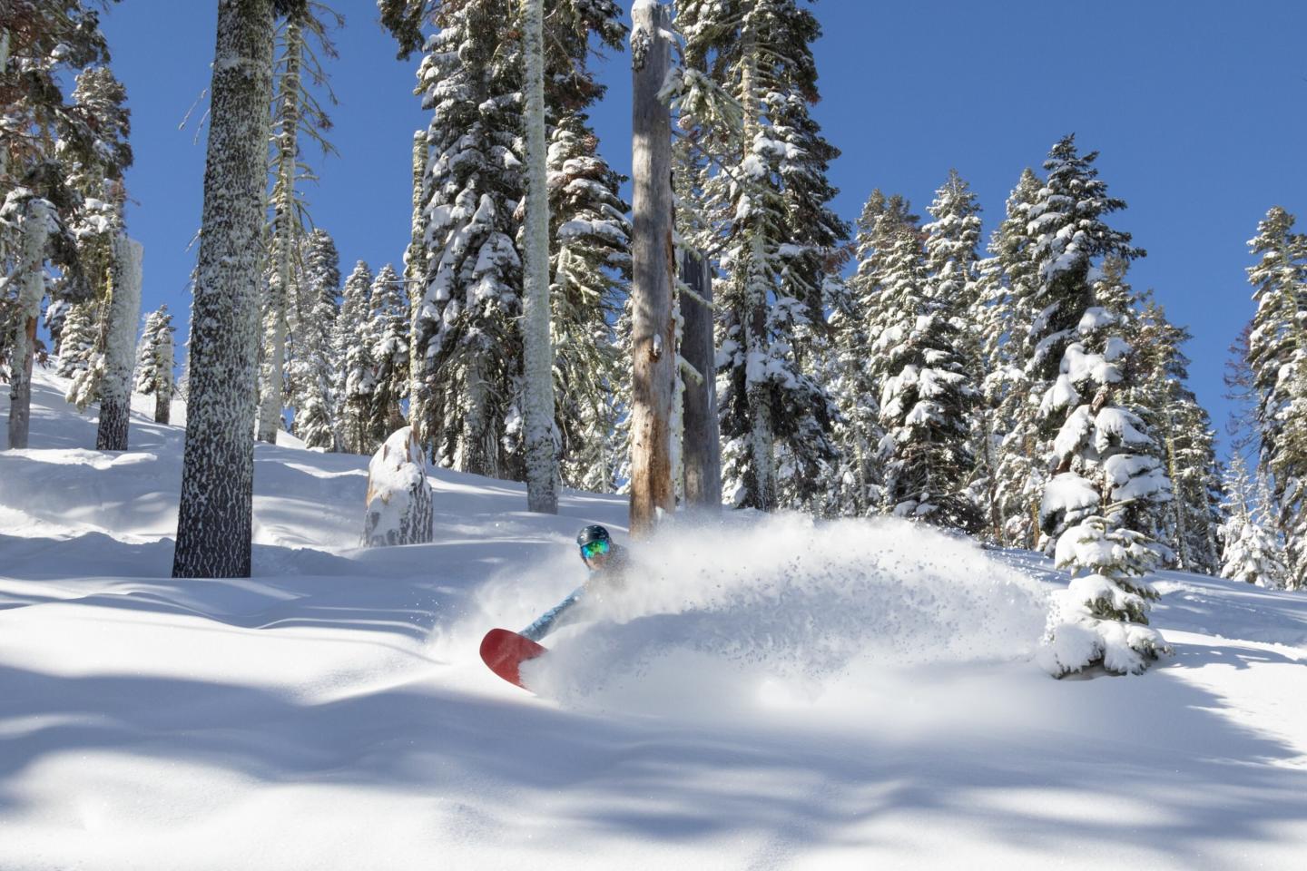 Snowboarder gliding through fresh powder in a snowy forest.