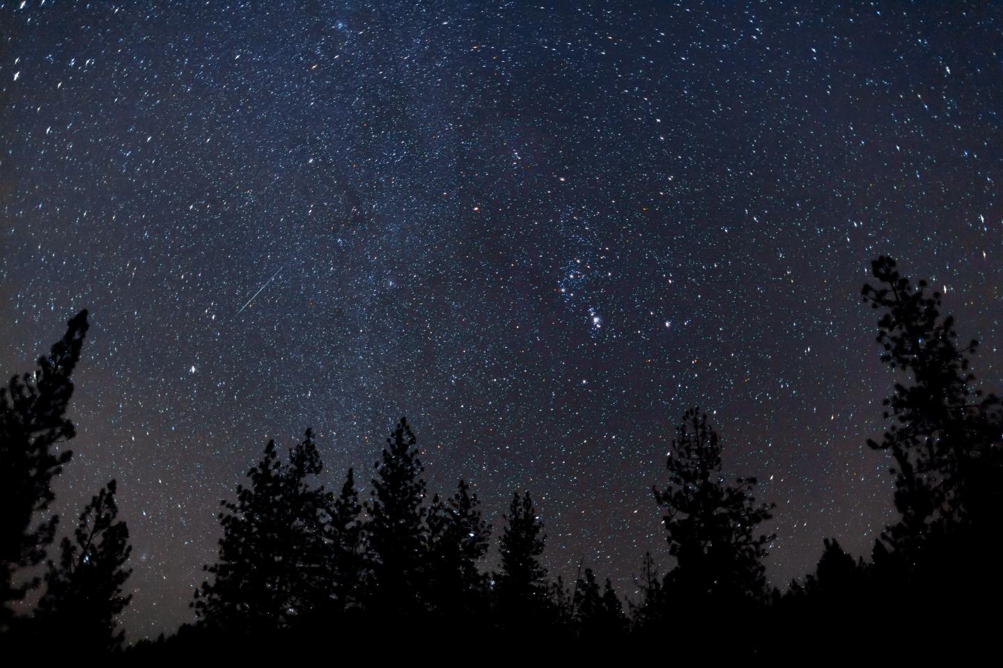 Starry night sky above silhouetted trees.