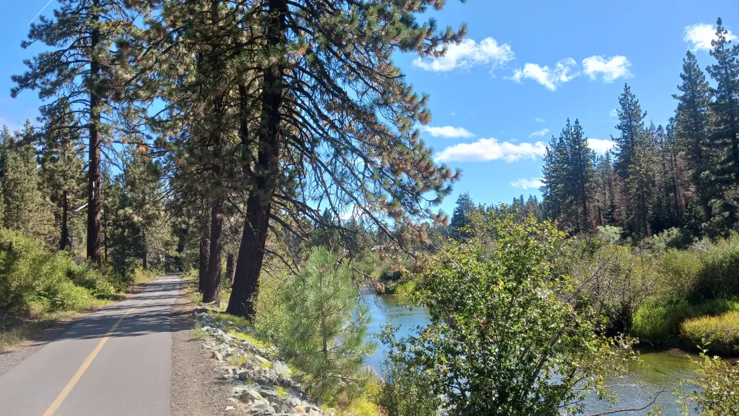 Pathway beside a river with tall pine trees under a blue sky.