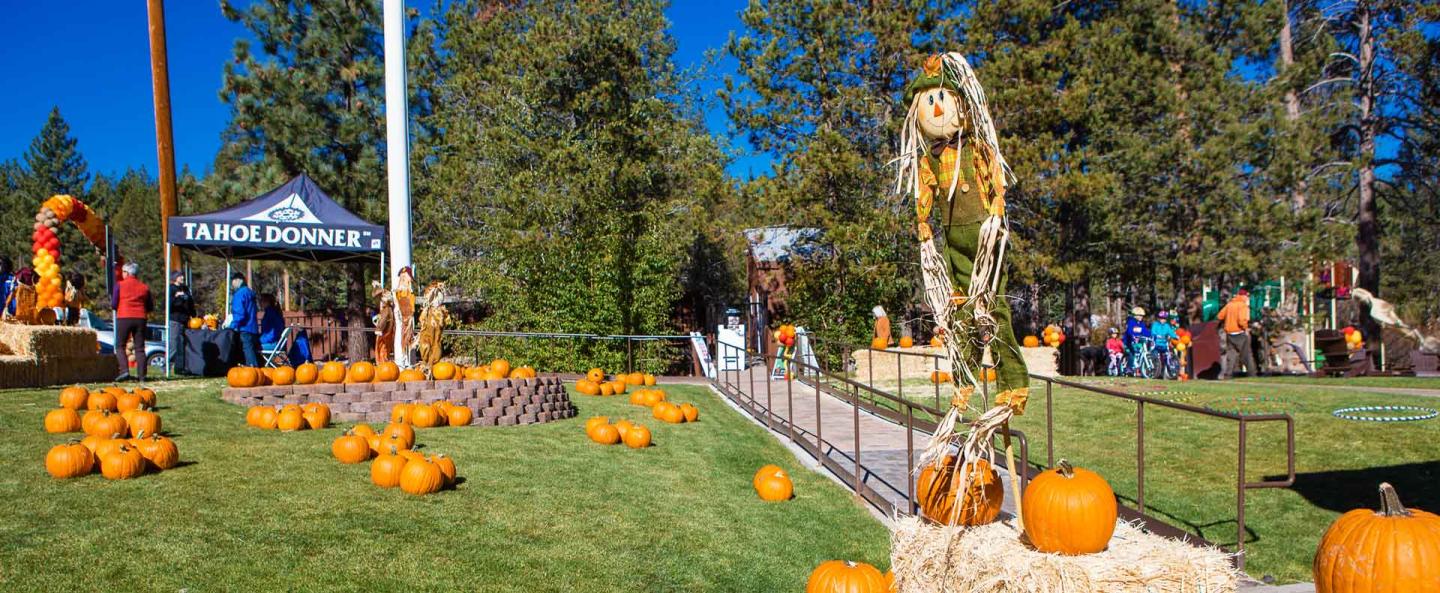 Pumpkins scattered on grass with scarecrow and trees under blue sky.