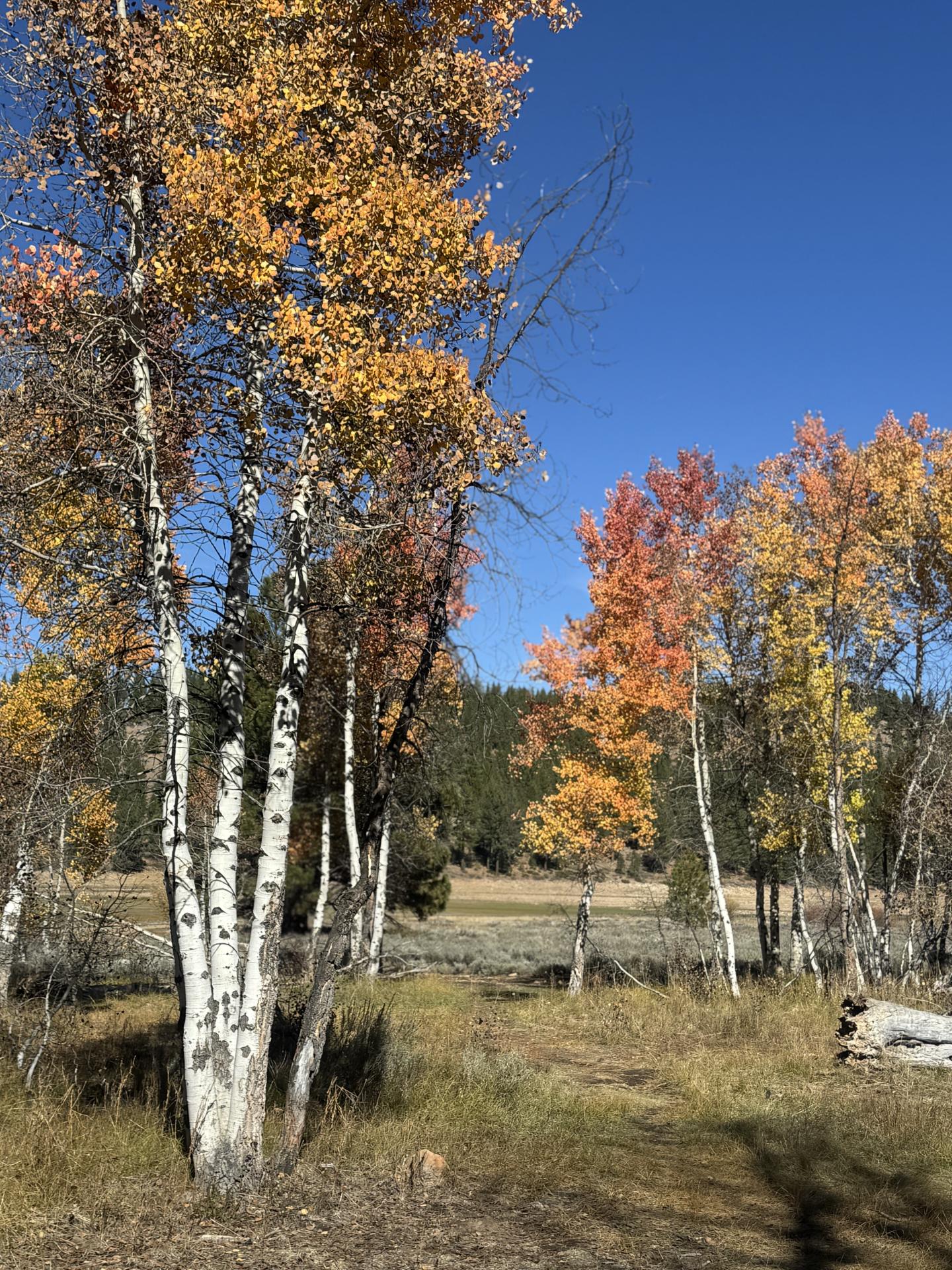 Autumn trees with orange and yellow leaves under a clear blue sky.