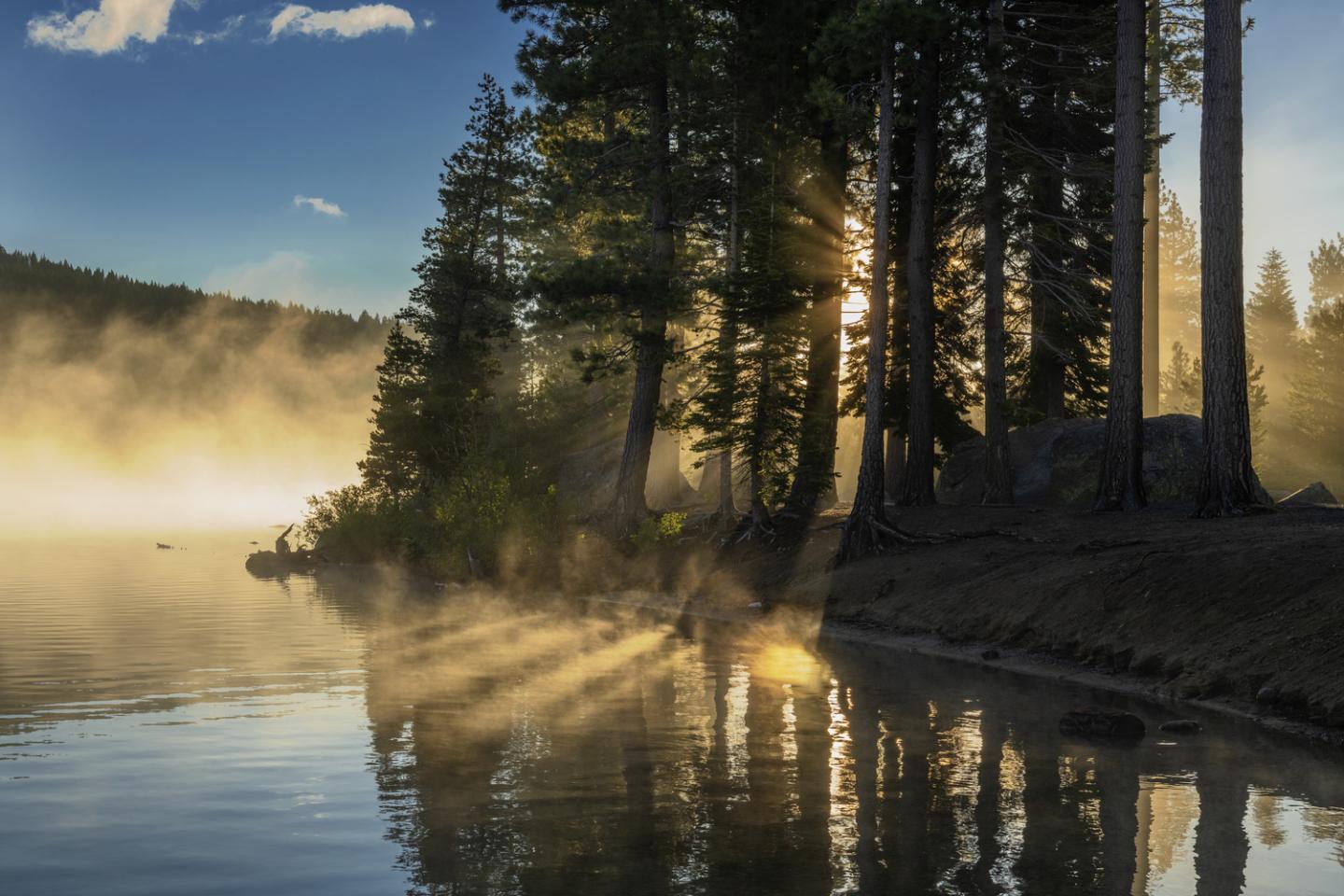 Sunlight streams through pine trees by a misty lake at dawn.
