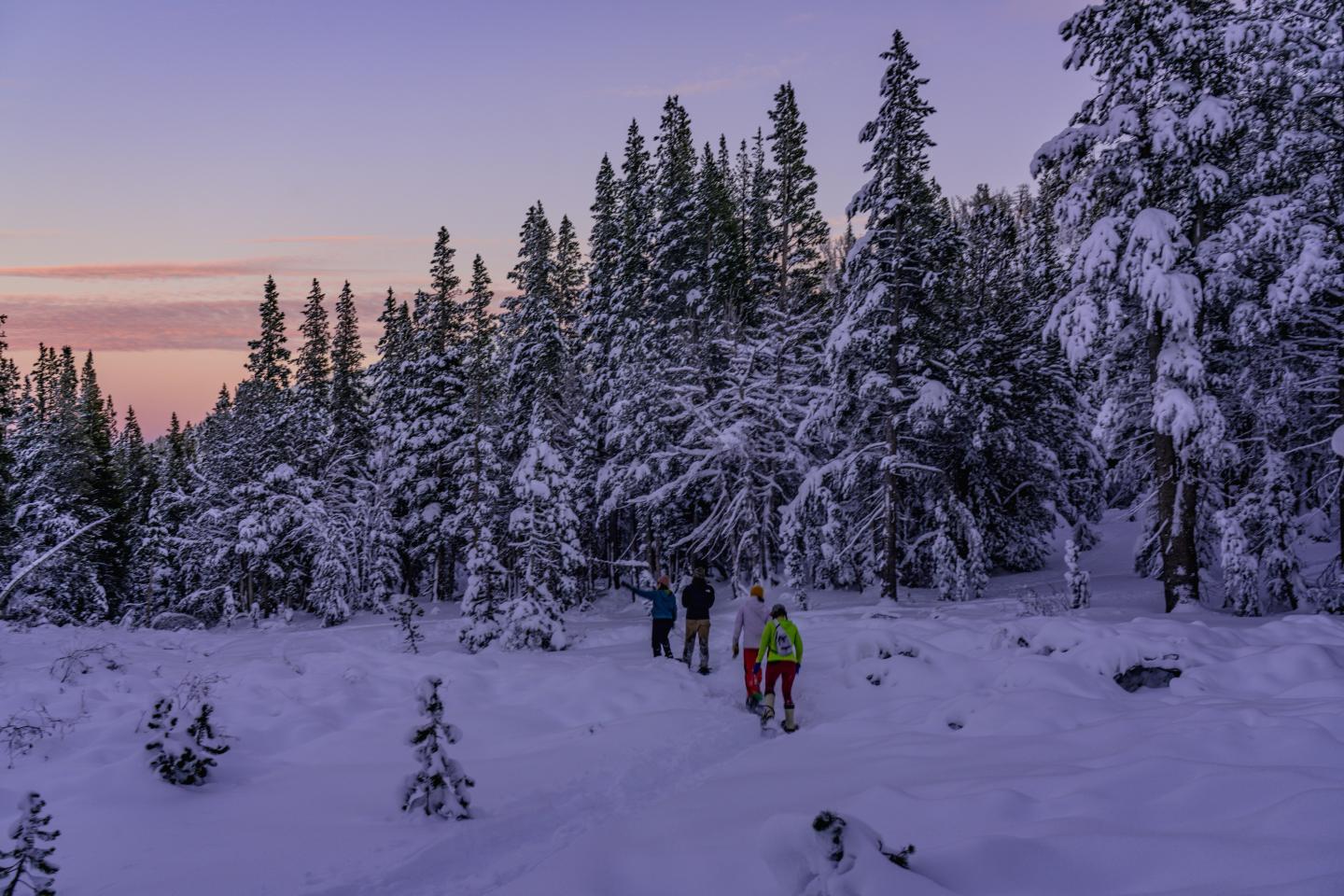 Snowy forest at dusk, people hiking between snow-covered trees.