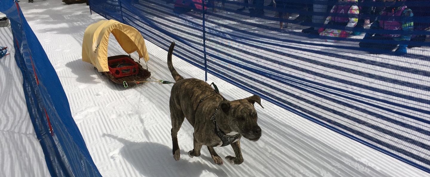 Brindle dog pulling a sled on a snowy path, surrounded by blue fencing.