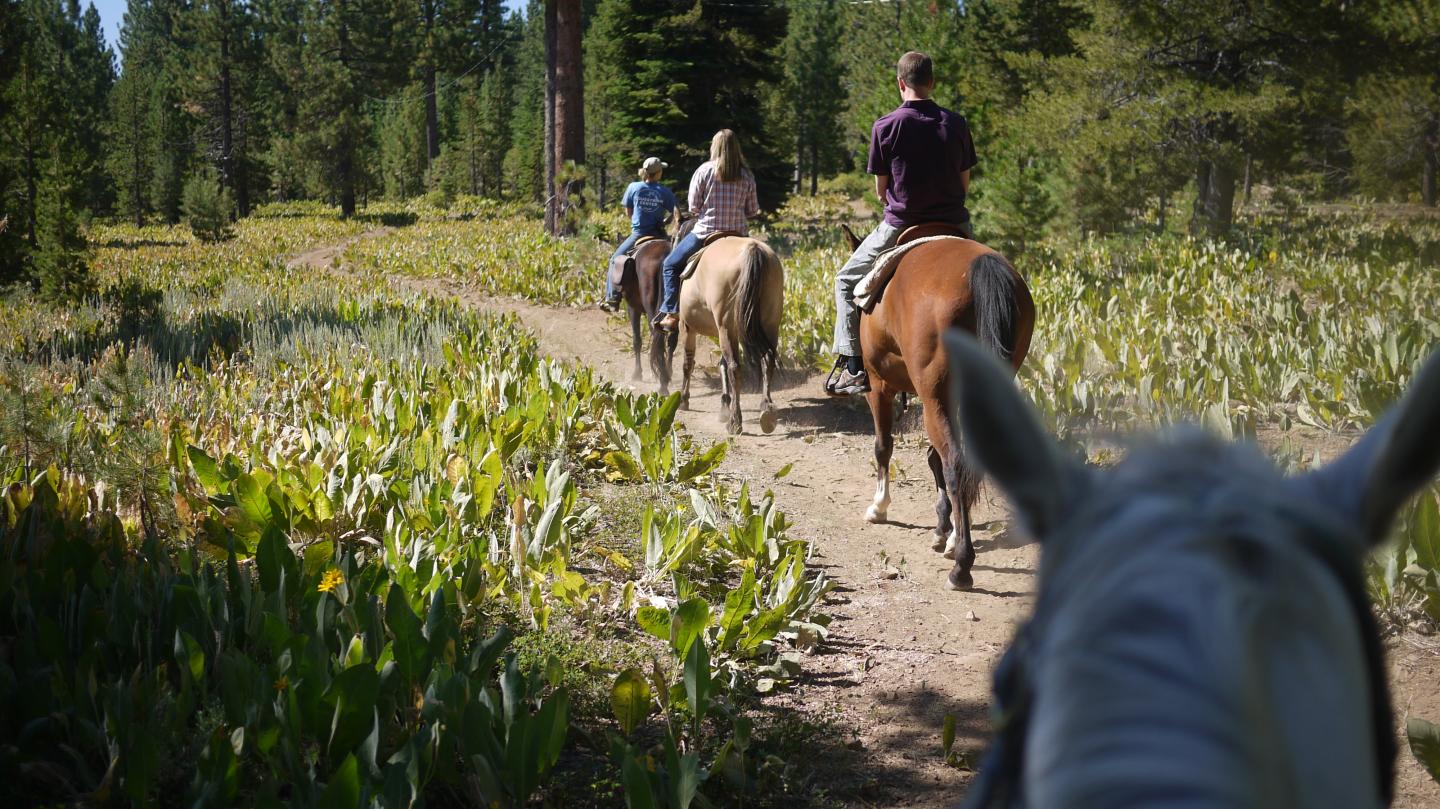 Trail riders on horseback in a forested area, with sunlight filtering through trees.