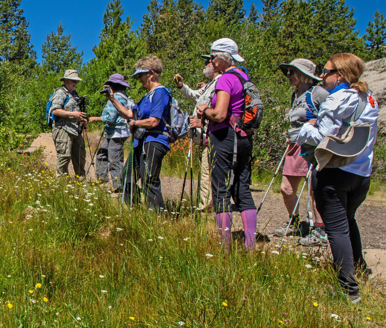 A group of hikers with poles in a grassy meadow.