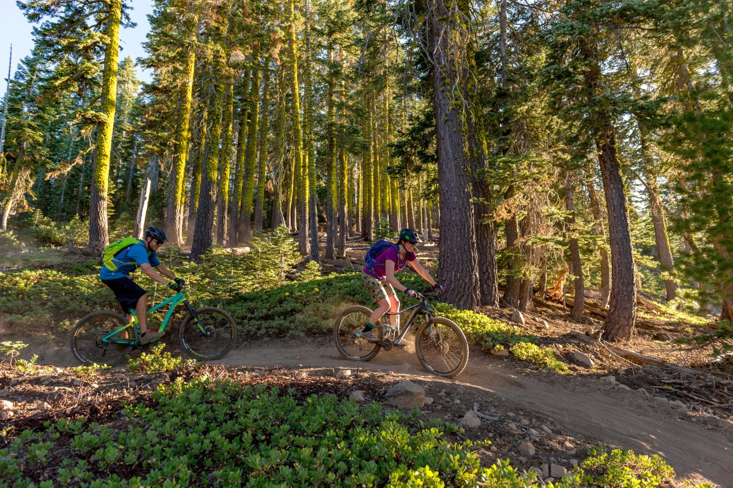 Two cyclists ride through a sunlit forest trail.