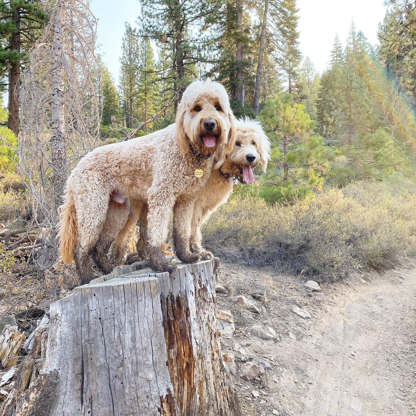 Two fluffy dogs standing on a tree stump in a forest.