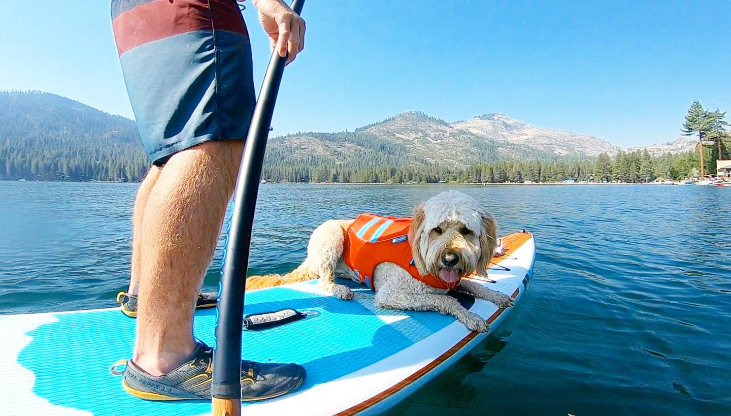 Man paddleboarding with dog in an orange life vest on a lake.