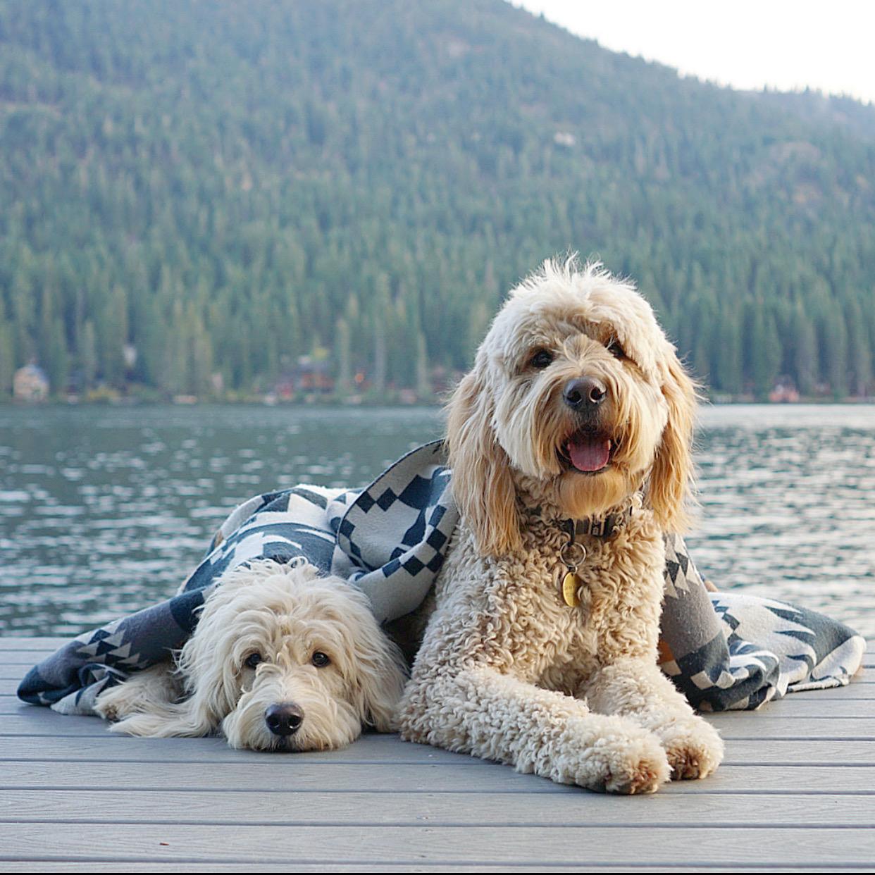 Two fluffy dogs under a blanket by a lakeside dock.