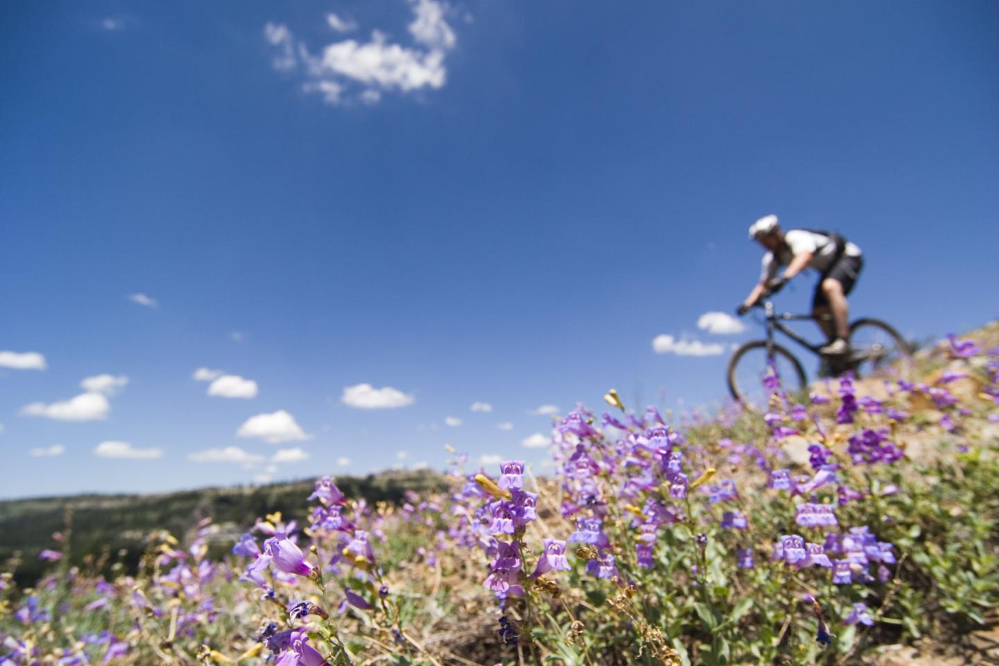 Cyclist rides on hill with purple wildflowers under blue sky.